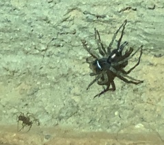 Maeota dichrura
