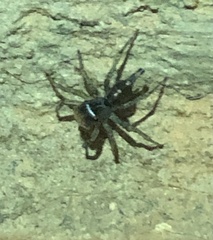 Maeota dichrura