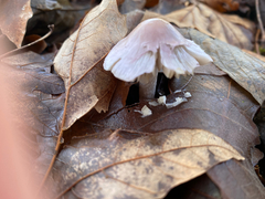 Inocybe pallidicremea