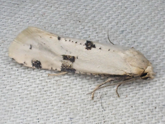 Nycthia yuccatana