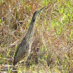 Botaurus lentiginosus image