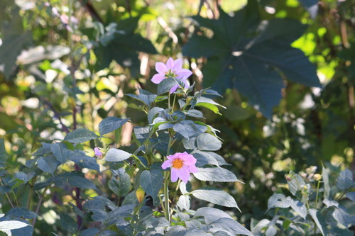 Dahlia imperialis