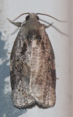Archips grisea
