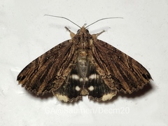Ercheia diversipennis