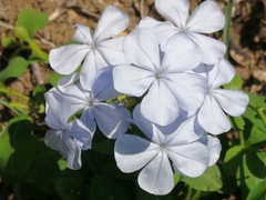 Plumbago auriculata