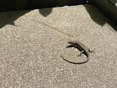 Eutropis multifasciata