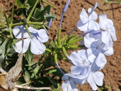 Plumbago auriculata