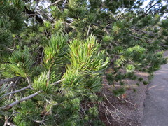 Pinus cembroides bicolor