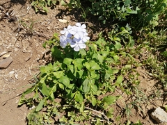 Plumbago auriculata