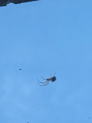 Araneae