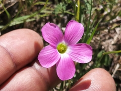 Oxalis smithiana