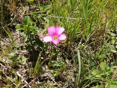 Oxalis smithiana