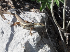 Ophisops elegans ehrenbergii