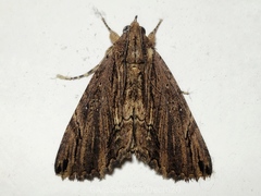 Lepidoptera