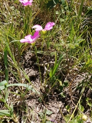 Oxalis smithiana