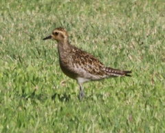 Pluvialis fulva