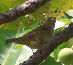 Passer domesticus