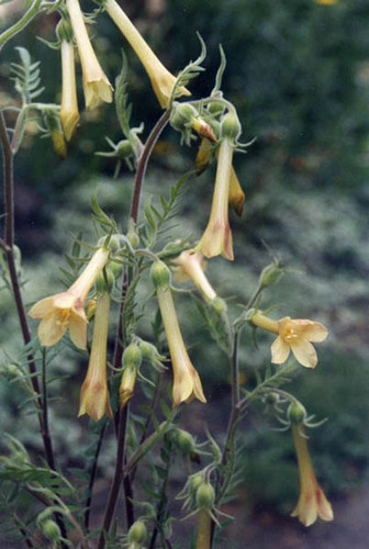 fewflower Jacob's-ladder (Polemonium pauciflorum)