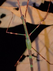 Paranecroscia marginata