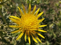 Berkheya onopordifolia onopordifolia