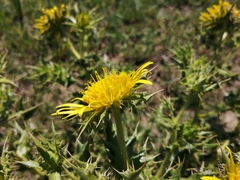 Berkheya onopordifolia onopordifolia