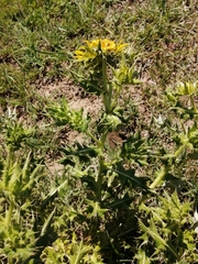 Berkheya onopordifolia onopordifolia