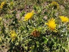 Berkheya onopordifolia onopordifolia