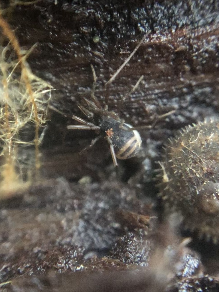 Hesperonemastoma modestum