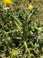 Berkheya onopordifolia onopordifolia