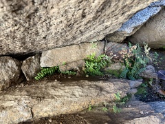 Asplenium vespertinum