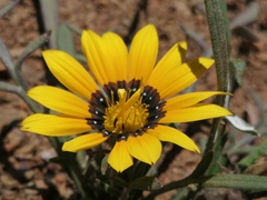 Gazania krebsiana