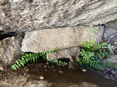 Asplenium vespertinum