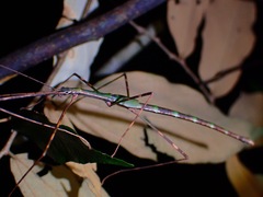Paranecroscia marginata