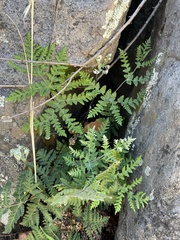 Pentagramma rebmanii