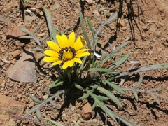 Gazania krebsiana