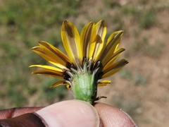 Gazania krebsiana