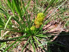 Bulbine abyssinica