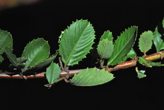 Ceanothus gloriosus exaltatus