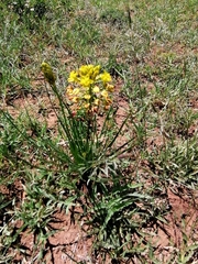 Bulbine abyssinica