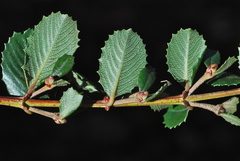 Ceanothus gloriosus exaltatus