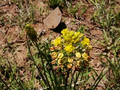 Bulbine abyssinica