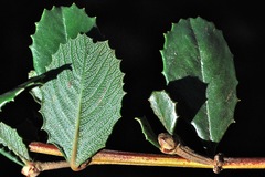 Ceanothus gloriosus exaltatus