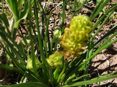 Bulbine abyssinica