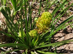 Bulbine abyssinica