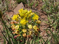 Bulbine abyssinica