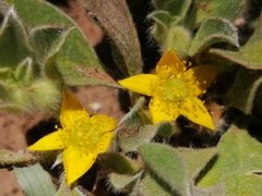 Aizoon glinoides
