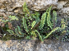 Asplenium vespertinum