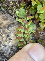Asplenium vespertinum