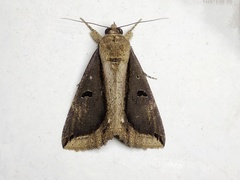 Ercheia cyllaria