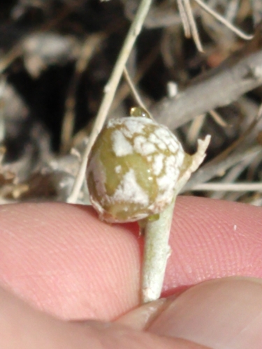 Bubble-gall tephritid